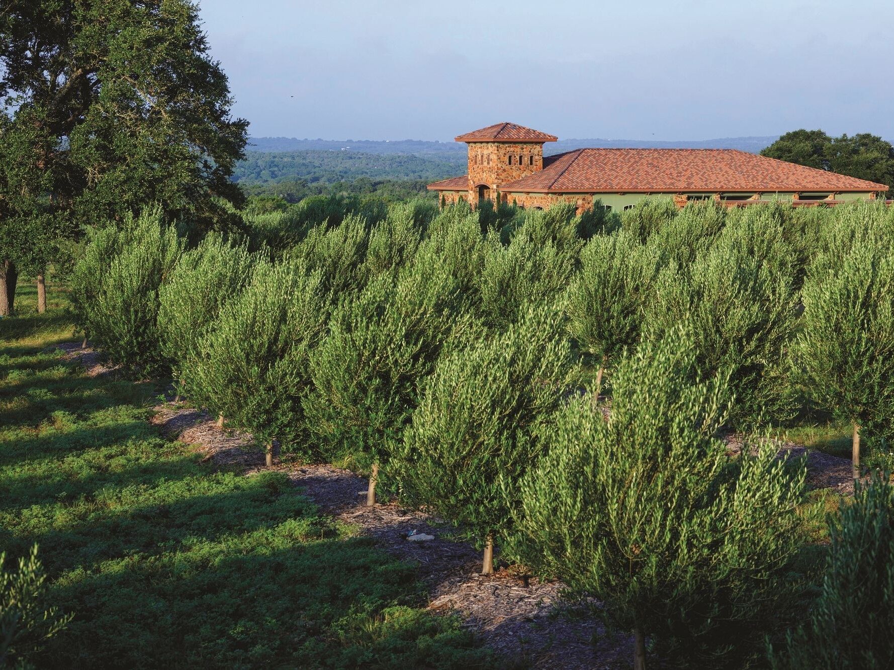Picture of Texas Hill Country Olive Co.