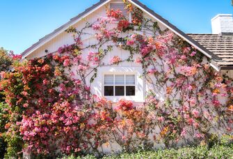 A gorgeous view of climbing vines with pink flowers.