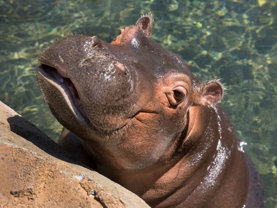 Picture of Cincinnati Zoo & Botanical Garden