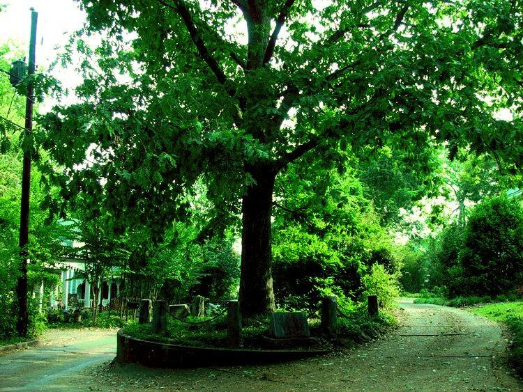 Picture of Tree That Owns Itself