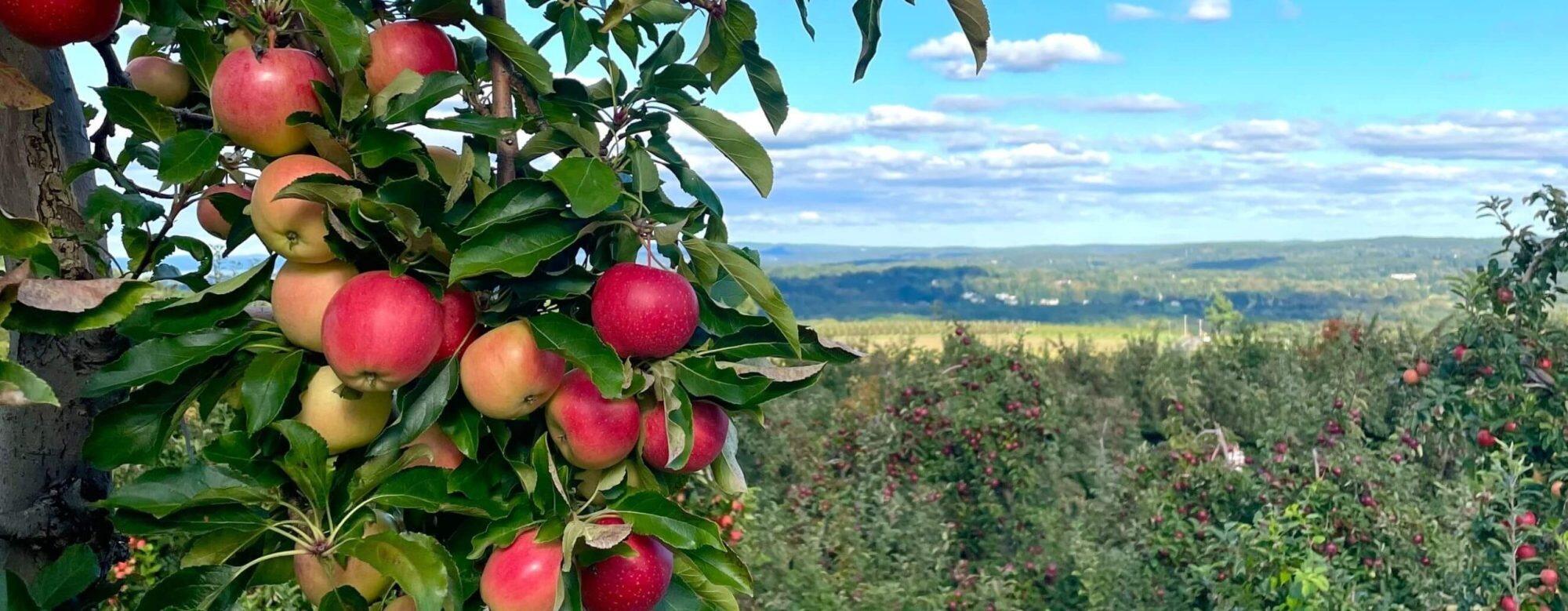 Picture of Lyman Orchards