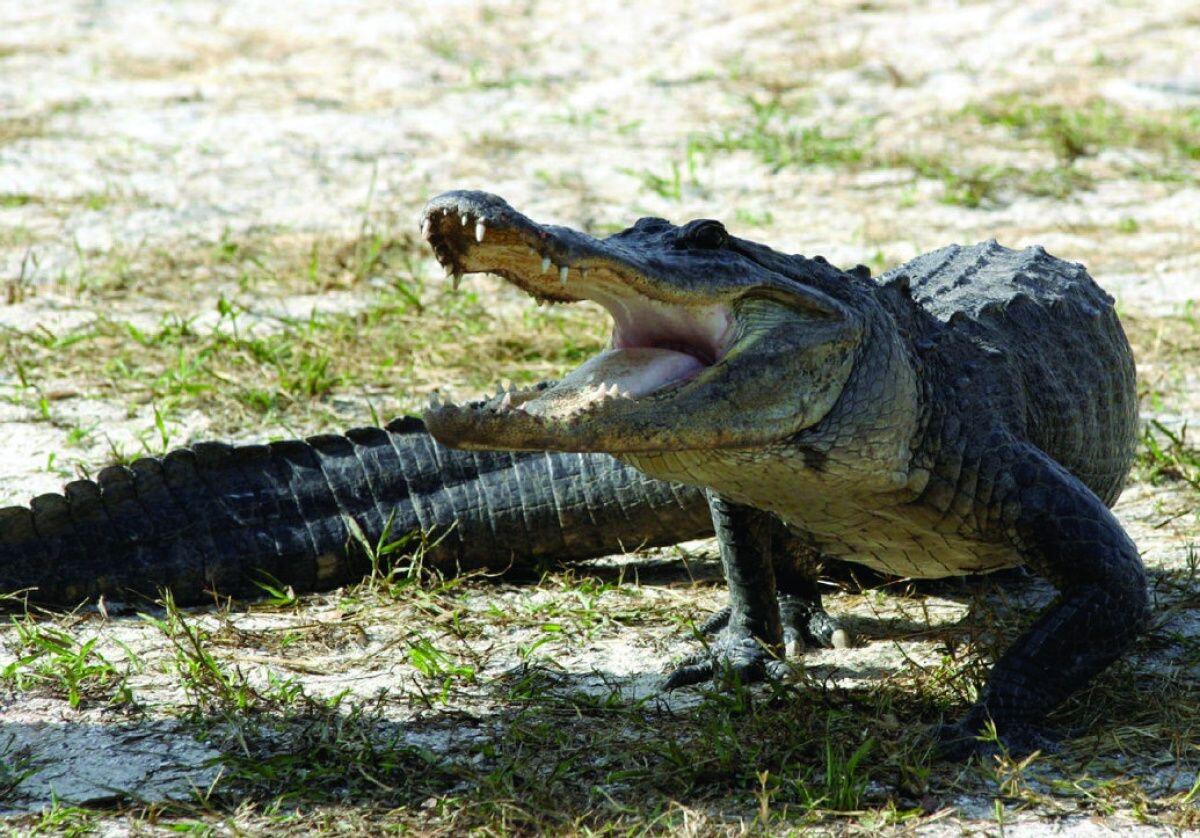 Picture of Everglades National Park