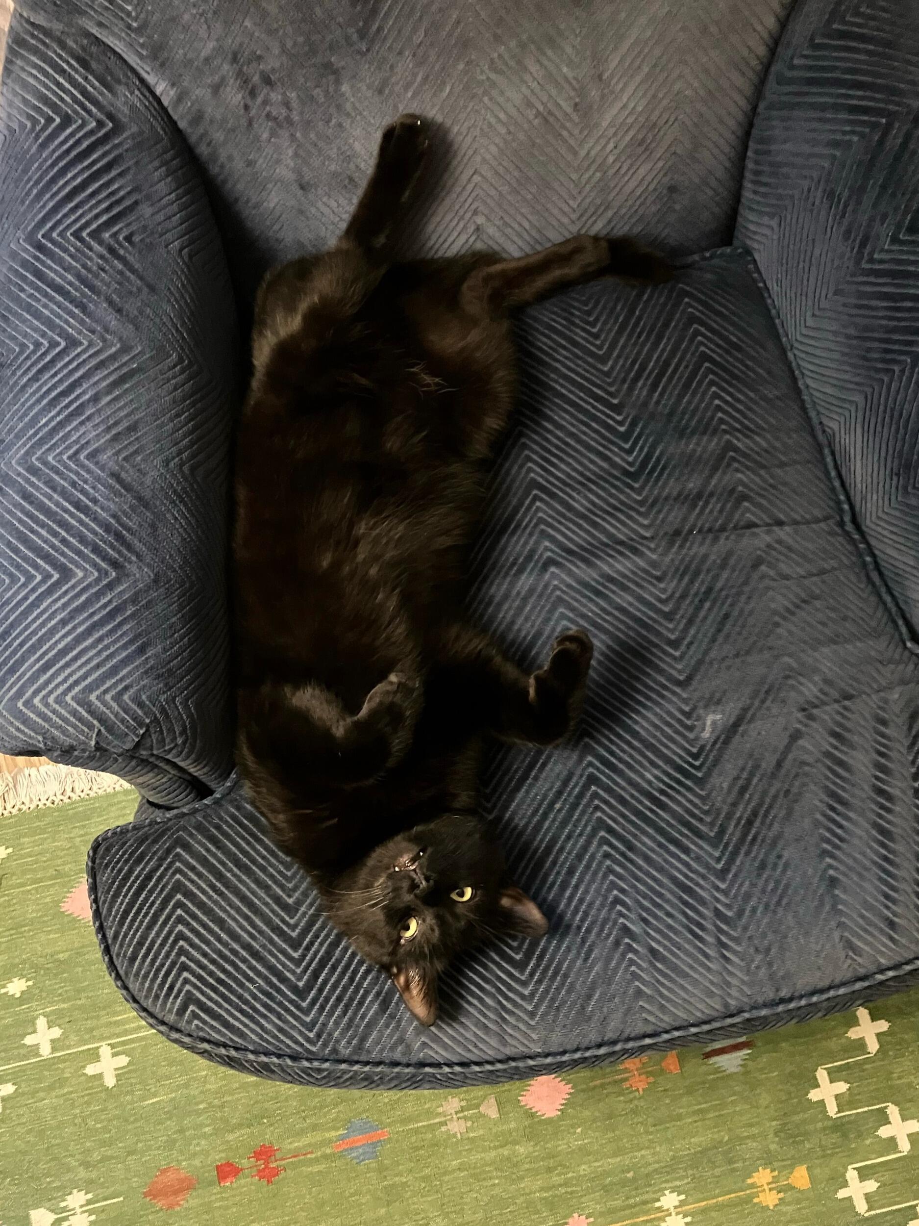 Brought home Smokey, cat #2
