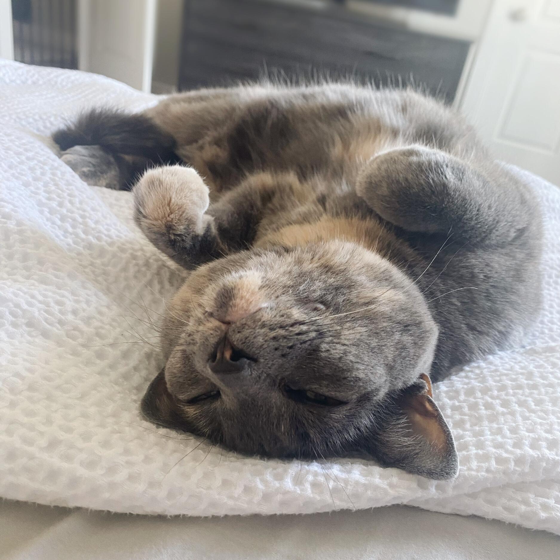 Phoebe