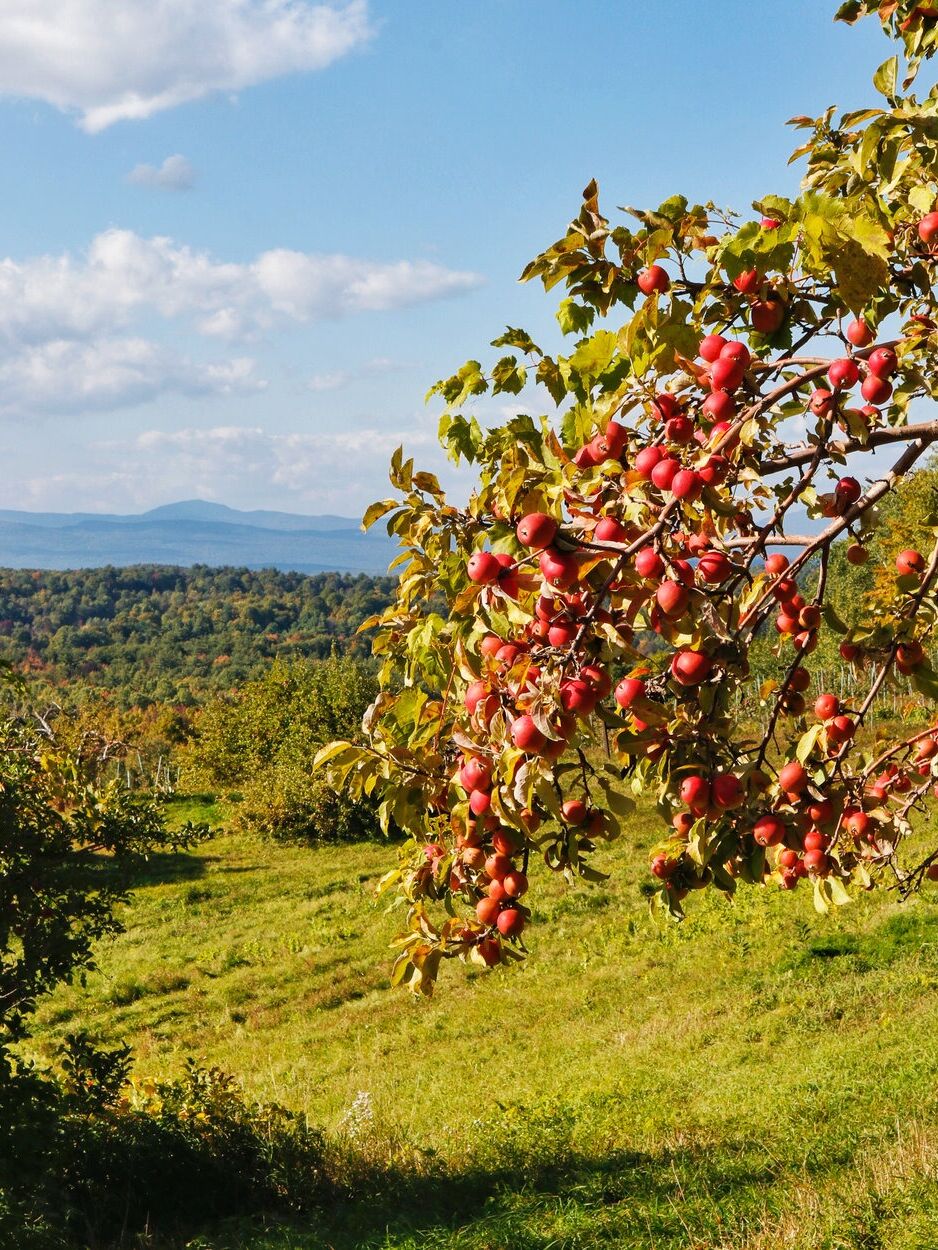 Picture of HICKS ORCHARD