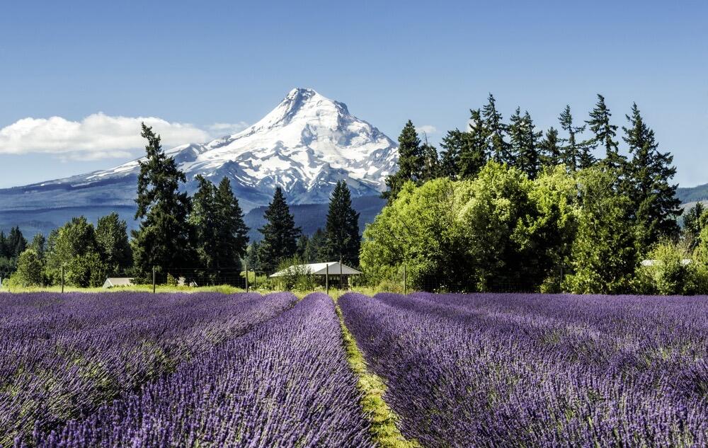 Picture of Wineries & Farms