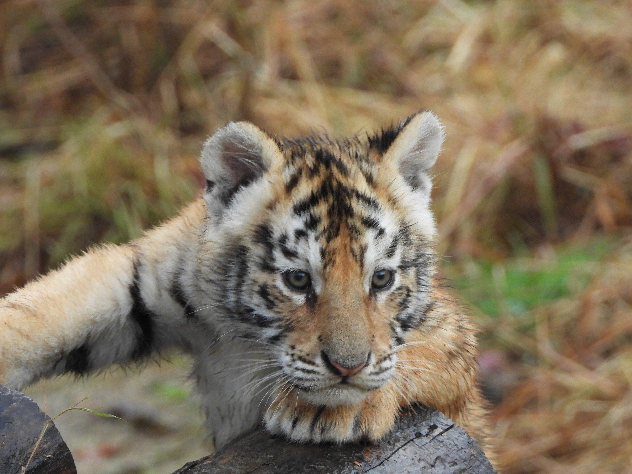 Picture of Shalom Wildlife Zoo