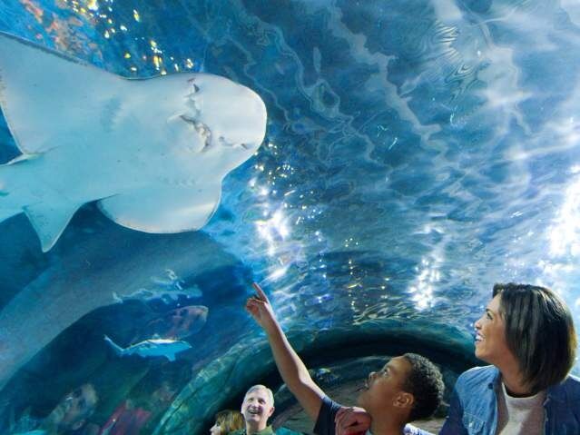 Picture of Newport Aquarium