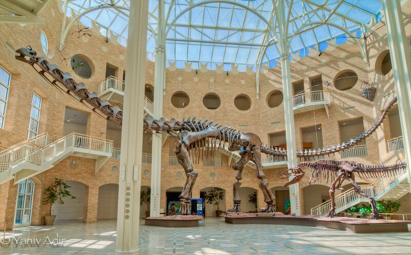 Picture of Fernbank Museum of Natural History