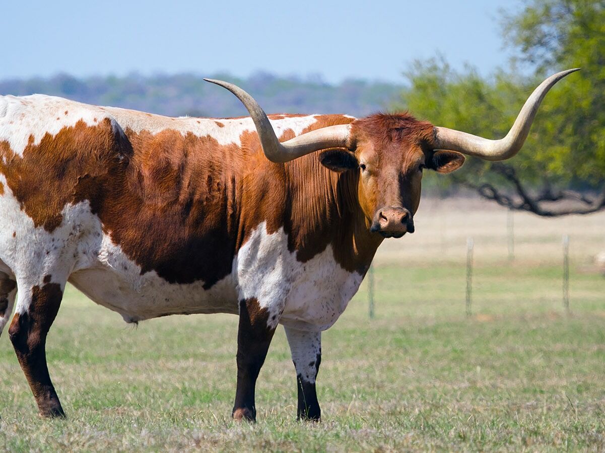 Picture of See Real Texas Longhorns!