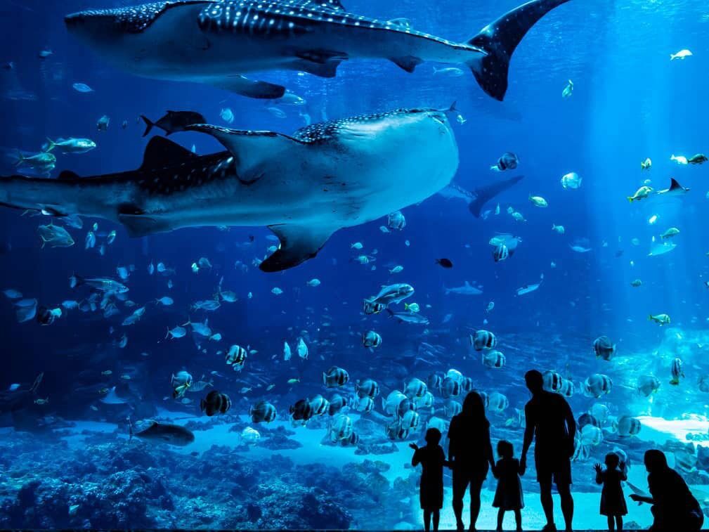Picture of Georgia Aquarium