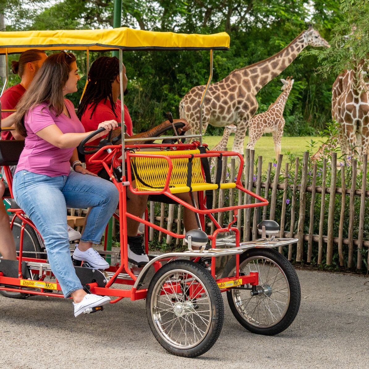 Picture of Rent a Safari Cycle and pedal through Miami Zoo