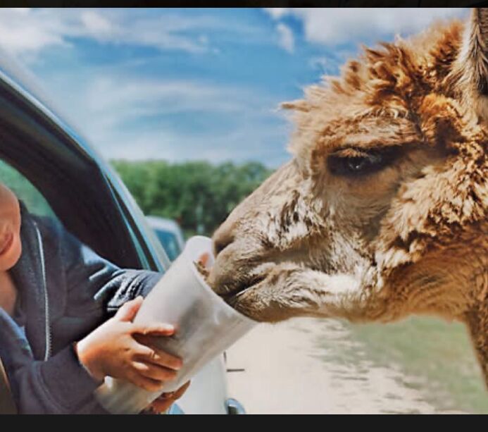 Picture of African Safari Wildlife Park
