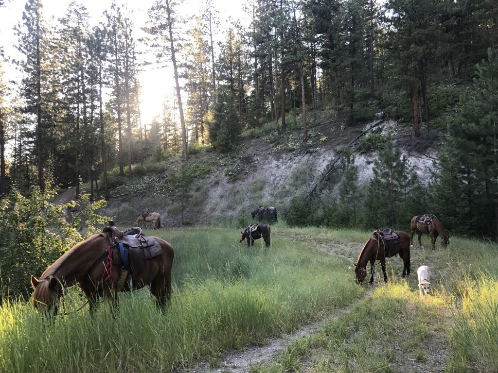 Picture of Horseback Riding - Adventure Missoula