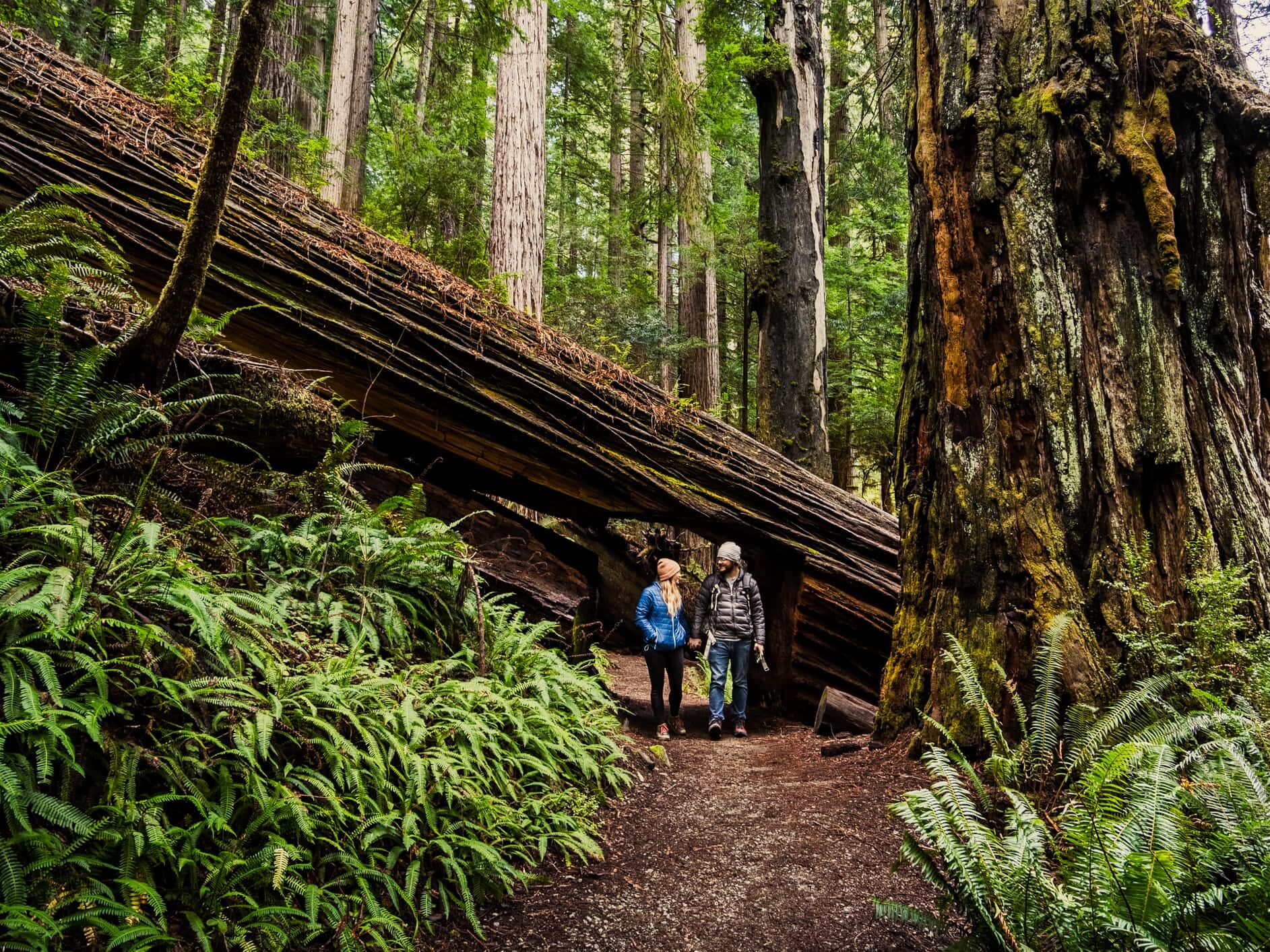 Picture of Redwood National and State Parks