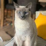 Caesar
