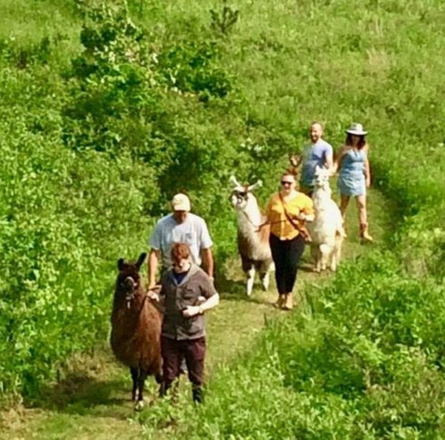 Picture of Llama/Alpaca Hike & Farm Tour