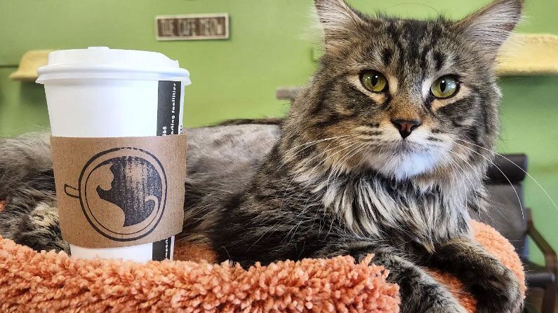 Picture of The Cafe Meow