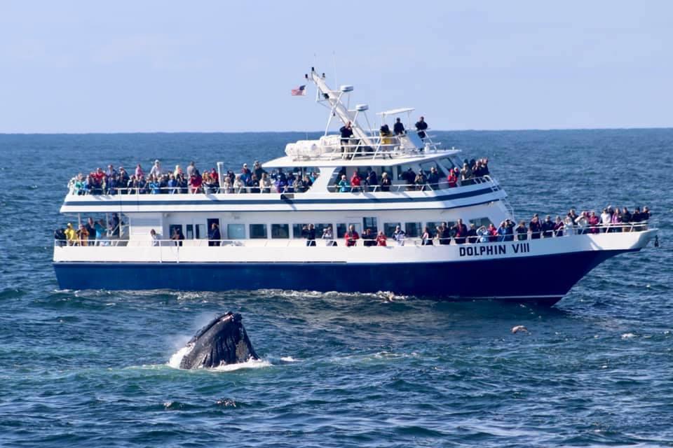 Picture of Dolphin Fleet
