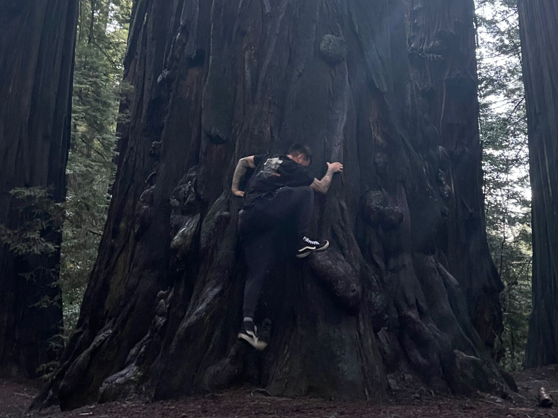 Picture of Avenue of the Giants North Entrance