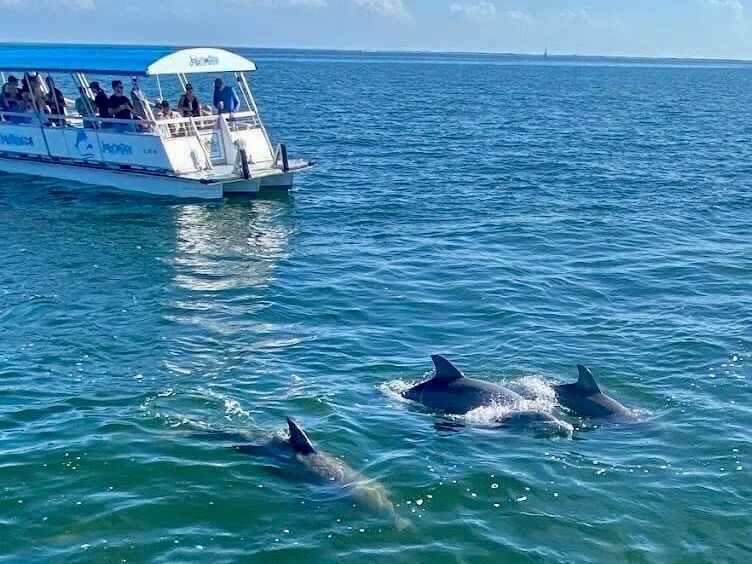 Picture of Southern Star Dolphin Cruise