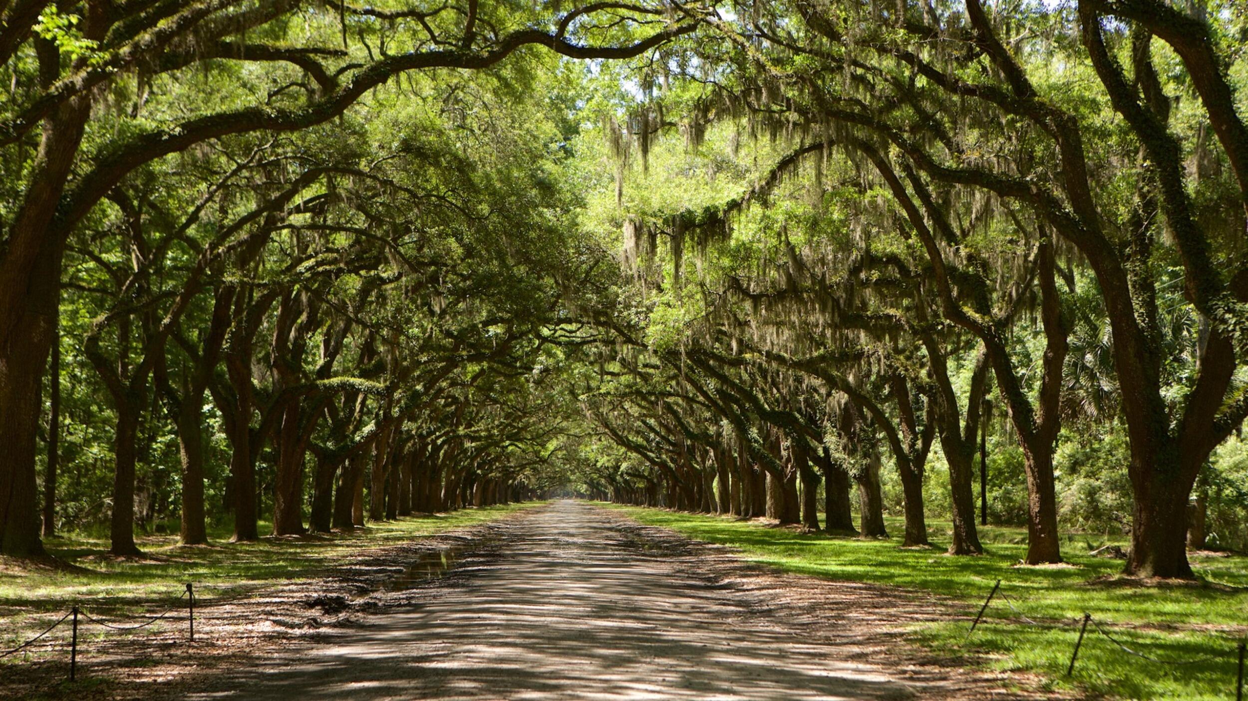 Picture of Wormsloe Historic Site