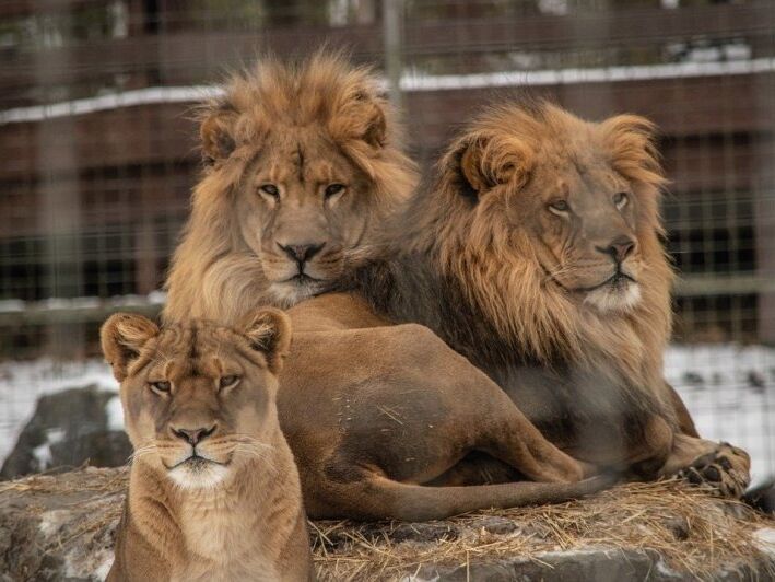 Picture of Utica Zoo