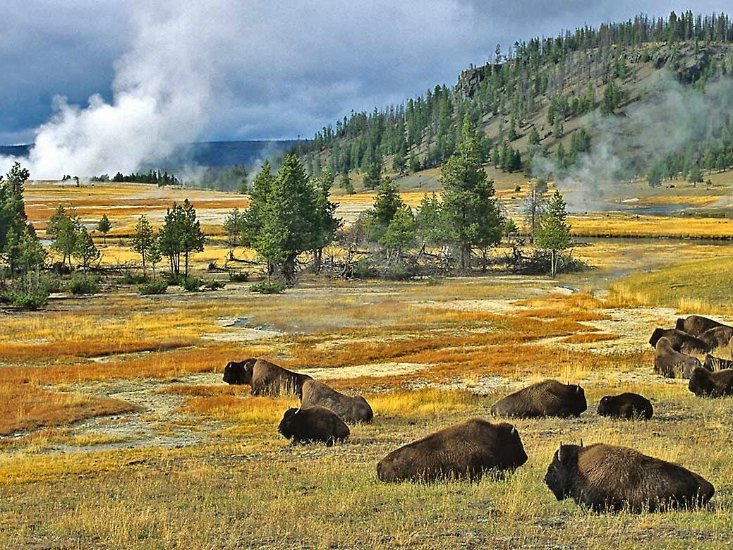 Picture of Yellowstone National Park