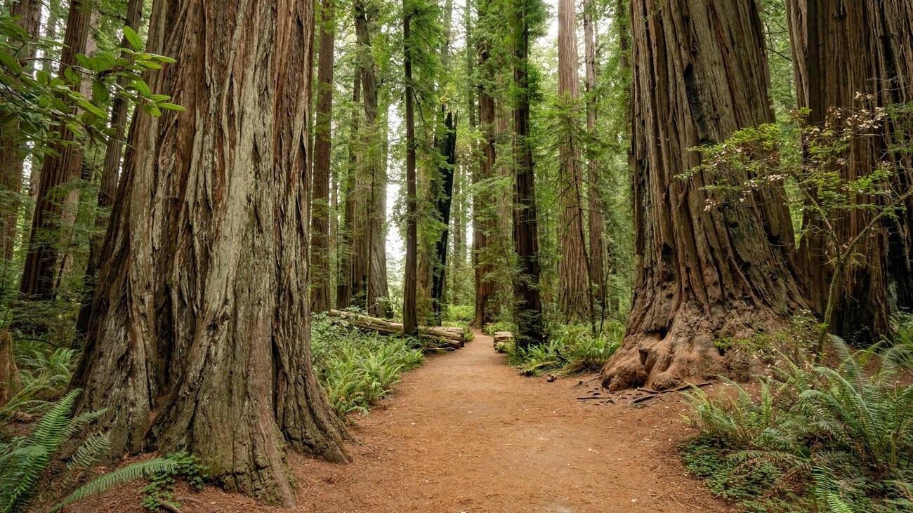 Picture of Redwood National and State Parks