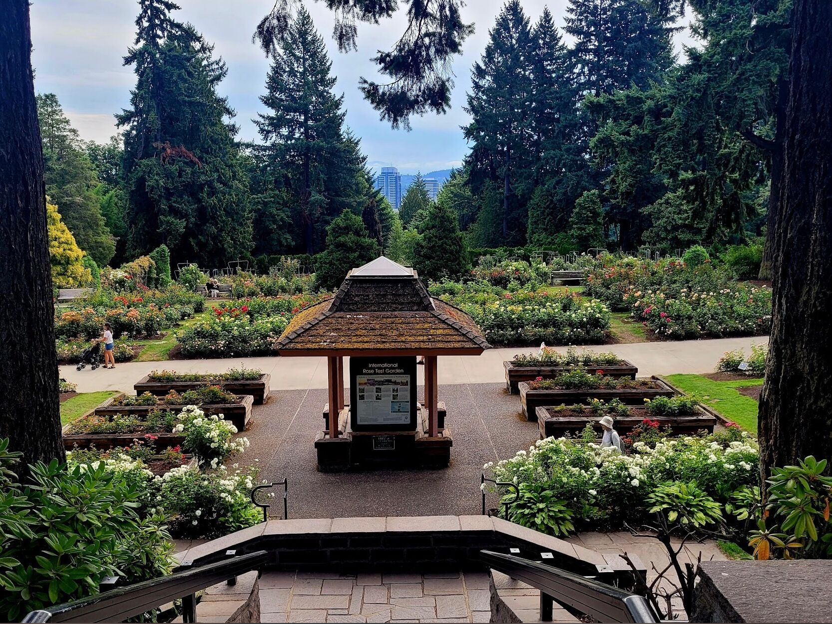 Picture of International Rose Test Garden