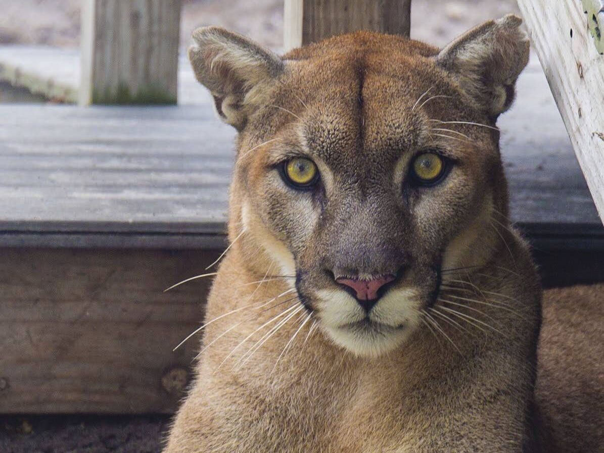 Picture of Busch Wildlife Sanctuary