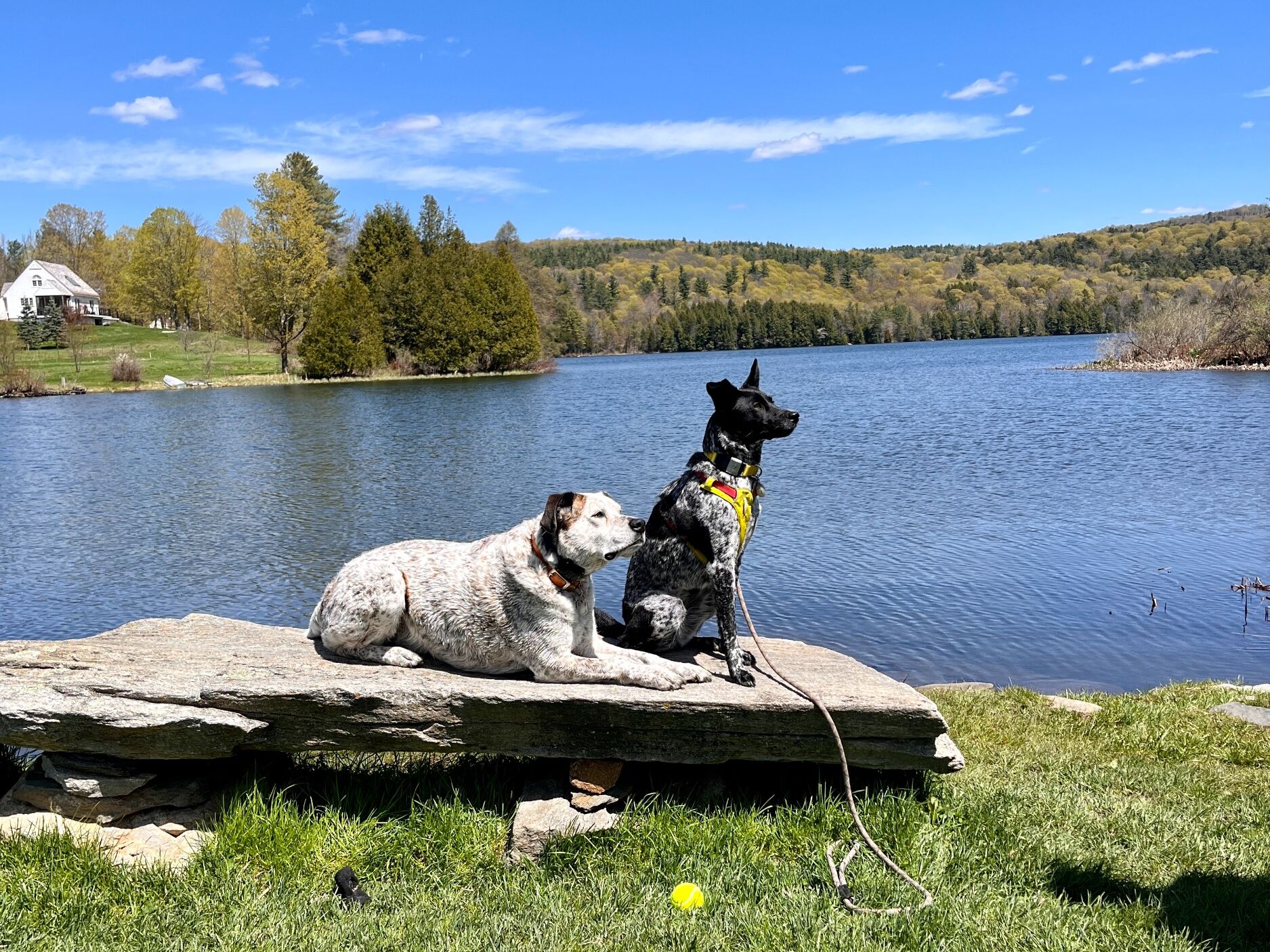 Picture of Go for a Swim