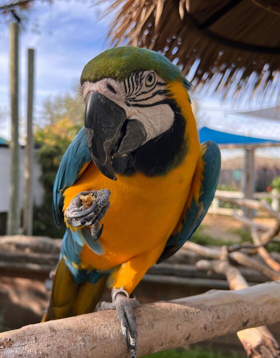 Picture of Abilene Zoo