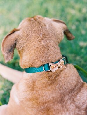 DIY Decorative Dog Collars
