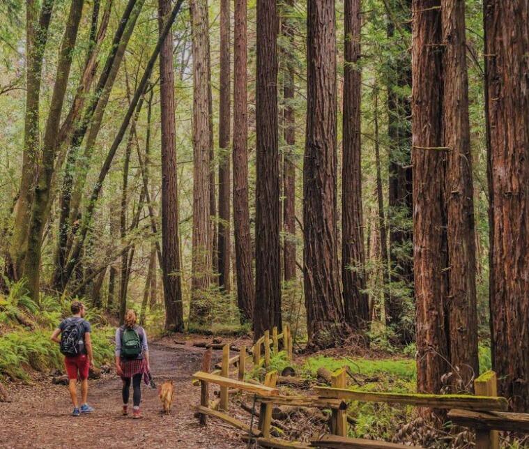 Picture of Reinhardt Redwood Regional Park
