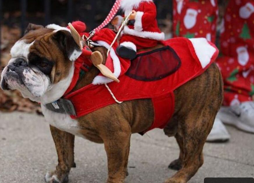 Picture of Reindog Parade