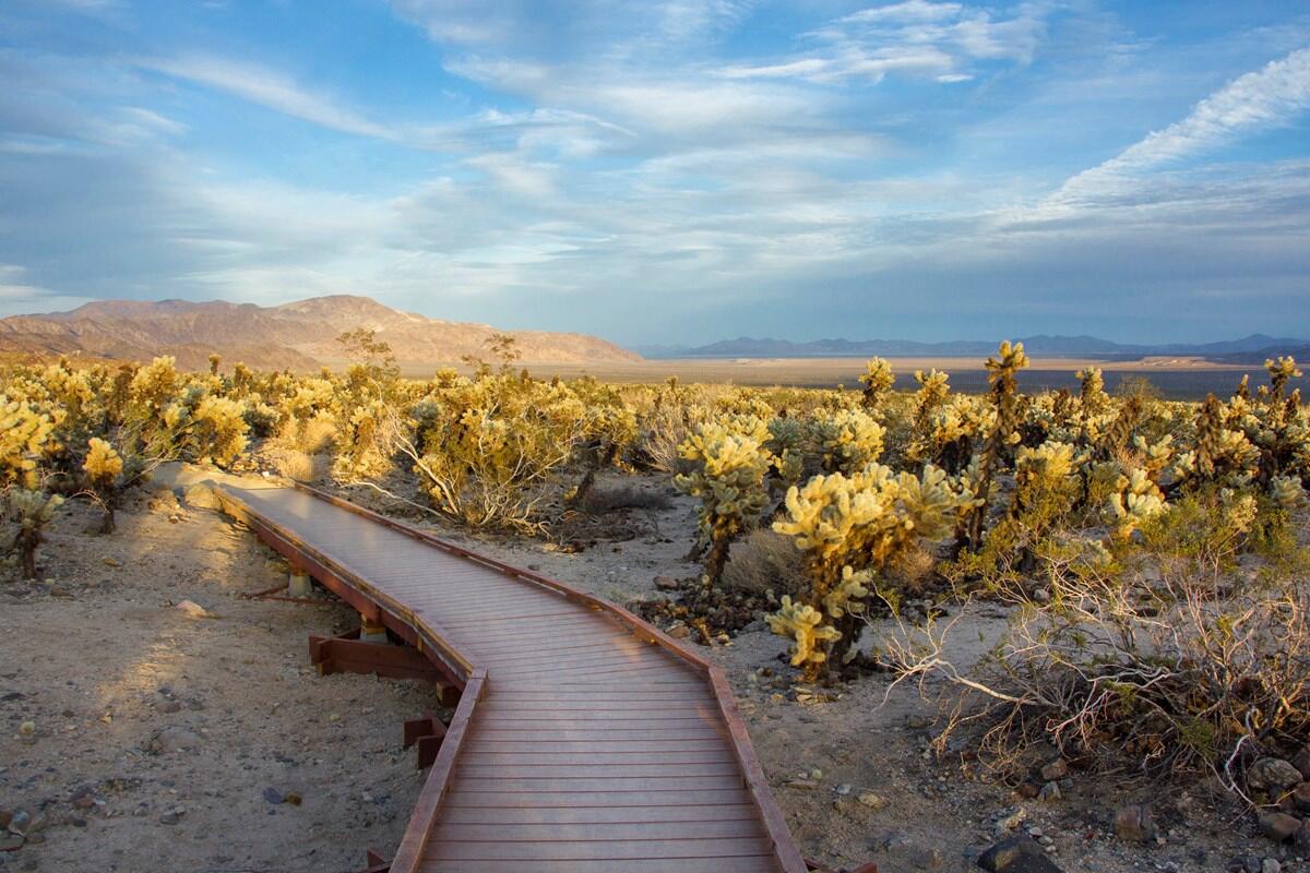 Picture of Cholla Cactus Garden