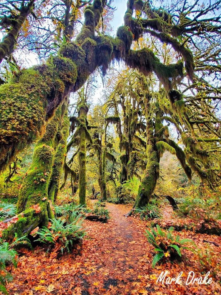 Picture of Hoh Rain Forest