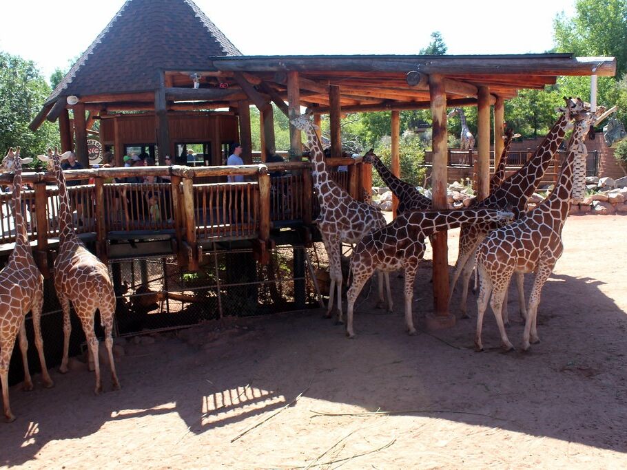 Picture of Cheyenne Mountain Zoo