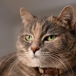 Eleanor (aka Nellie)