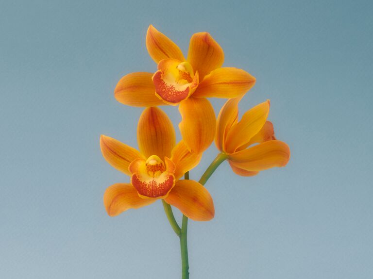 Gorgeous tangerine-colored orchid flowers