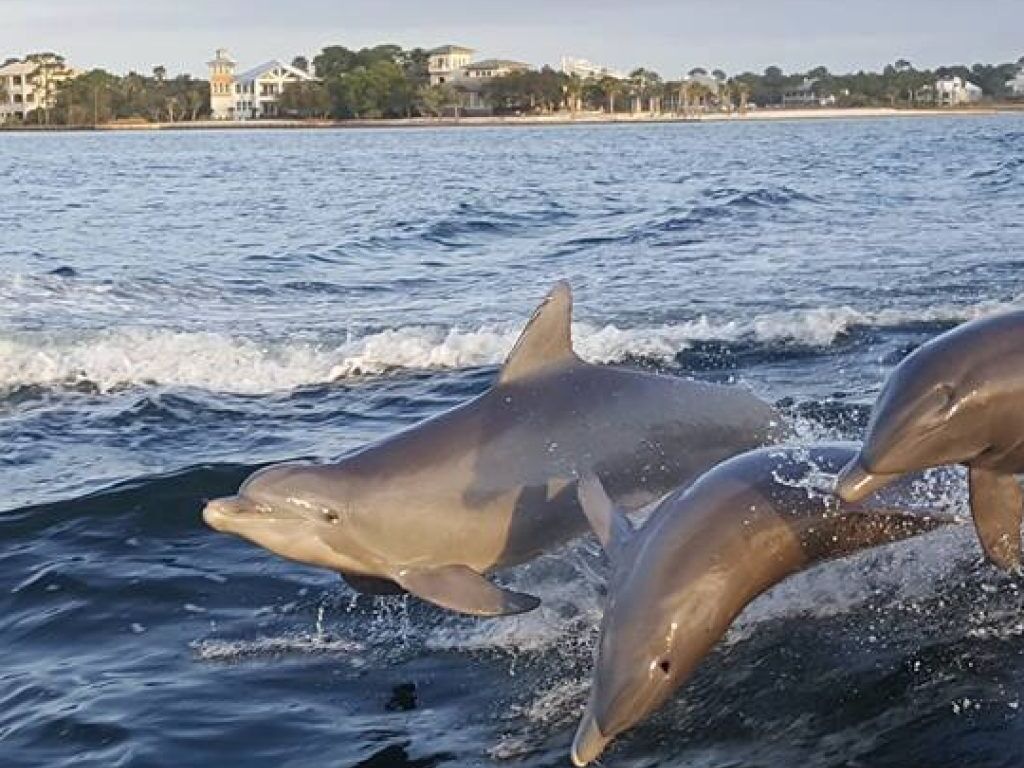 Picture of Dolphin Cruises Aboard the Cold Mil Fleet