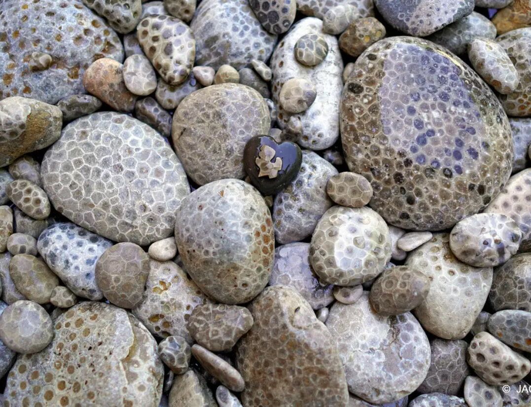 Picture of Petoskey Stones
