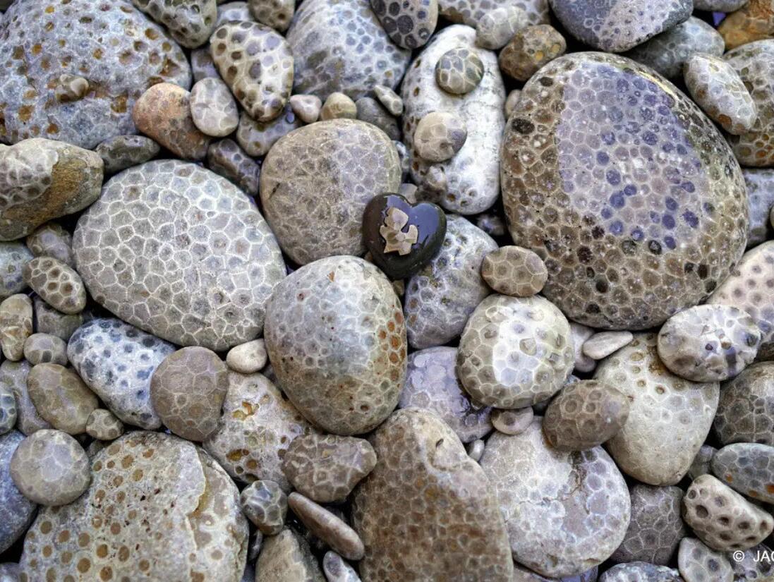 Picture of Petoskey Stones