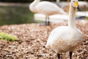 Picture of Swan Lake Resort Rentals