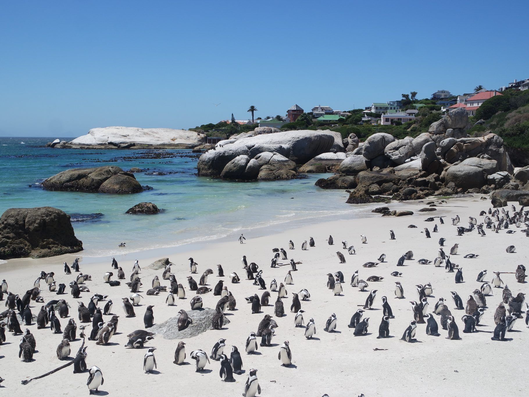 Picture of Boulders Penguin Colony