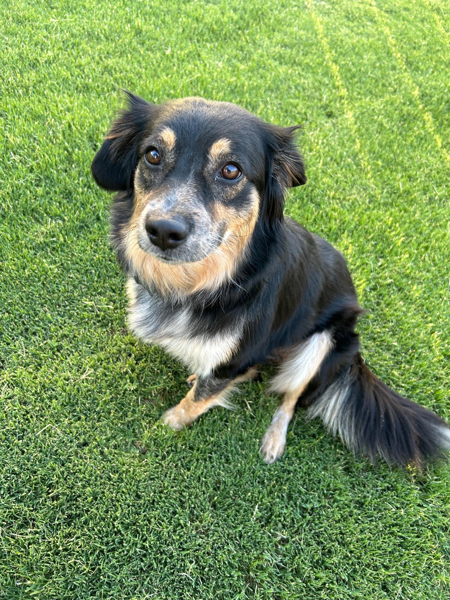 ... and another dog. 