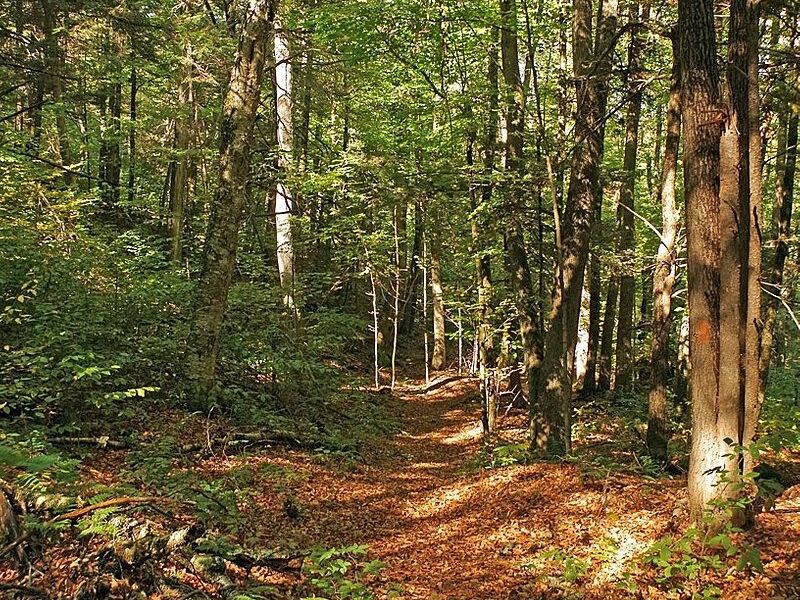 Picture of Hiking in Bear Swamp 