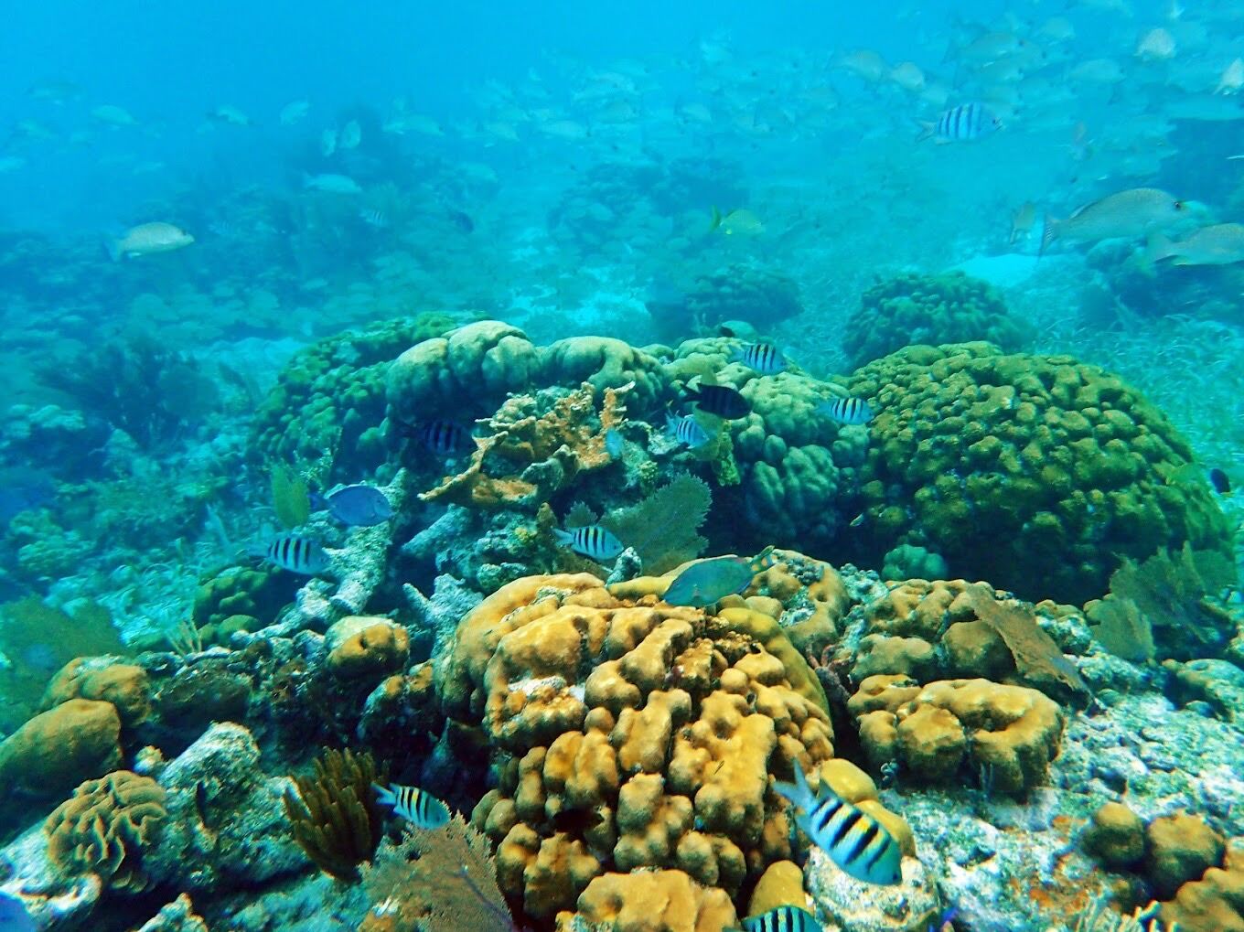Picture of Hol Chan Marine Reserve