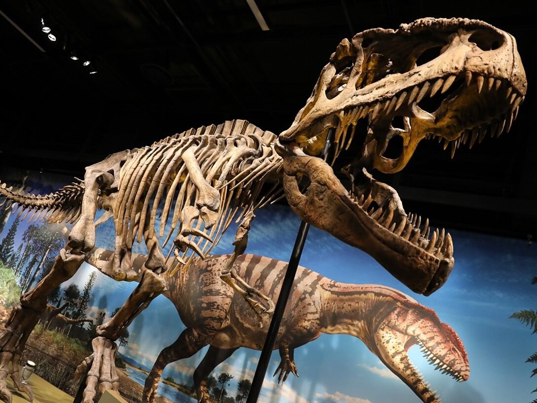 Picture of Denver Museum of Nature & Science